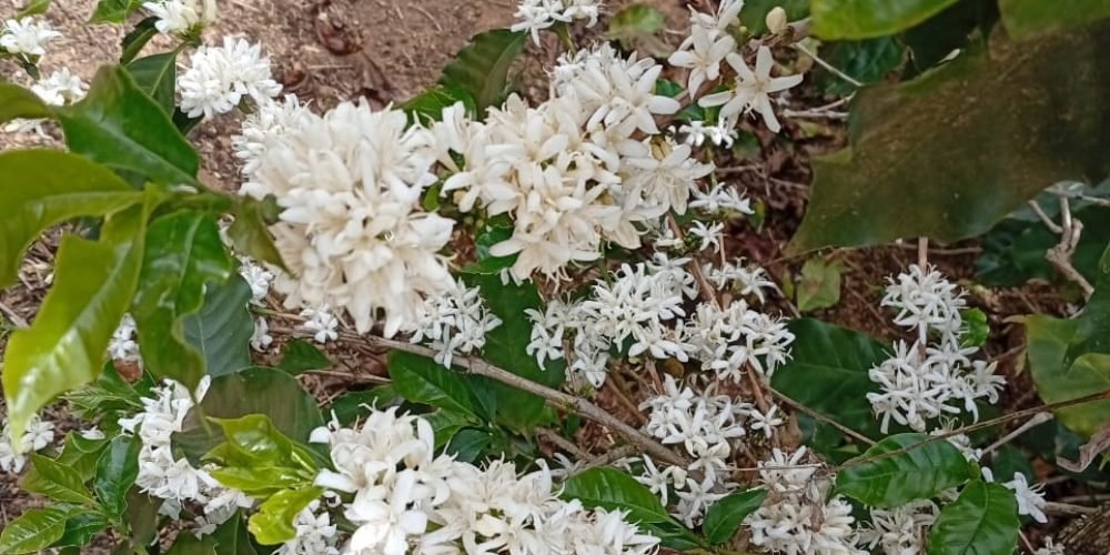 Fazenda Produtiva com Café em São Francisco de Paula